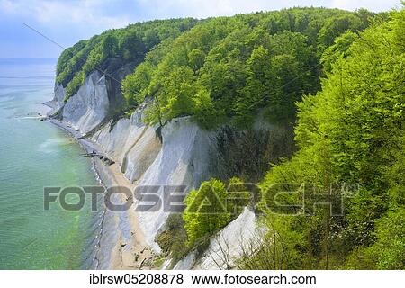 Beech forest, chalk cliffs, chalk coast, Jasmund National Park, Baltic Sea, Rügen, Wissower Klinken, Mecklenburg-Vorpommern, Germany, Europe View Large Photo Image Stock Photo - Beech forest, chalk cliffs, chalk coast, Jasmund National Park, Baltic Sea, Rügen, Wissower Klinken, Mecklenburg-Vorpommern, Germany, Europe. Fotosearch
