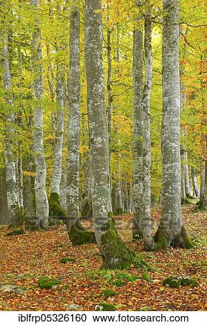 Stock Image - Beech forest in autumn, Creux du Van, Switzerland, Europe. Fotosearch