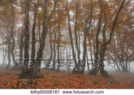 Stock Image - Beech forest in autumn, Creux du Van, Switzerland, Europe. Fotosearch