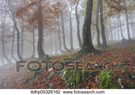 Beech forest in autumn, Creux du Van, Switzerland, Europe View Large Photo Image Stock Image - Beech forest in autumn, Creux du Van, Switzerland, Europe. Fotosearch