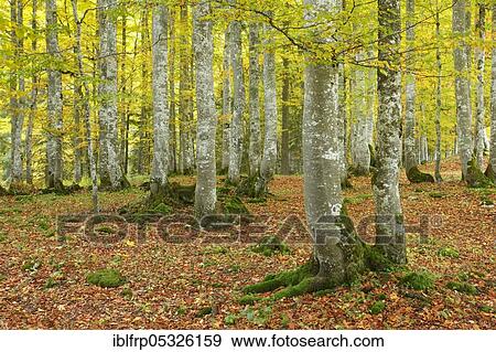 Stock Photo - Beech forest in autumn, Creux du Van, Switzerland, Europe. Fotosearch
