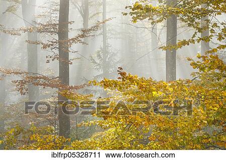 Beech forest in autumn, Neuchâtel Jura, Switzerland, Europe View Large Photo Image Stock Image - Beech forest in autumn, Neuchâtel Jura, Switzerland, Europe. Fotosearch