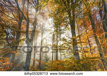 Stock Image - Beech forest in autumn, Neuchâtel Jura, Switzerland, Europe. Fotosearch