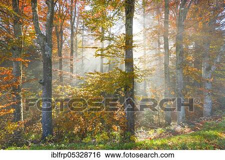Stock Photograph - Beech forest in autumn, Neuchâtel Jura, Switzerland, Europe. Fotosearch
