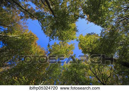 Stock Image - Beech forest in autumn, Switzerland, Europe. Fotosearch