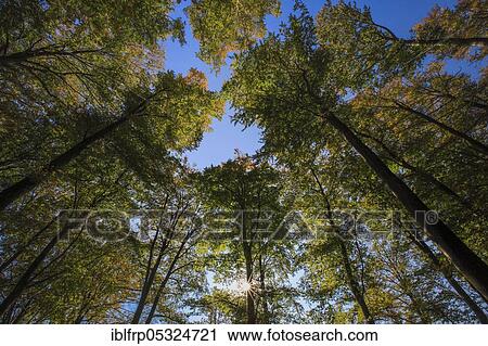 Stock Image - Beech forest in autumn, Switzerland, Europe. Fotosearch