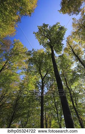 Stock Image - Beech forest in autumn, Switzerland, Europe. Fotosearch