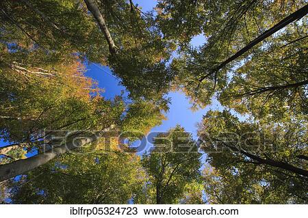Stock Image - Beech forest in autumn, Switzerland, Europe. Fotosearch