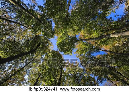 Beech forest in autumn, Switzerland, Europe View Large Photo Image Stock Image - Beech forest in autumn, Switzerland, Europe. Fotosearch