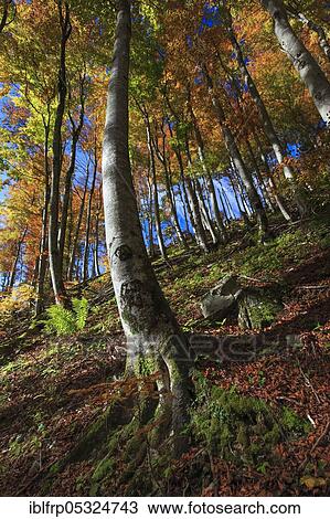 Stock Image - Beech forest in autumn, Switzerland, Europe. Fotosearch