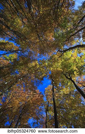 Beech forest in autumn, Switzerland, Europe View Large Photo Image Stock Image - Beech forest in autumn, Switzerland, Europe. Fotosearch