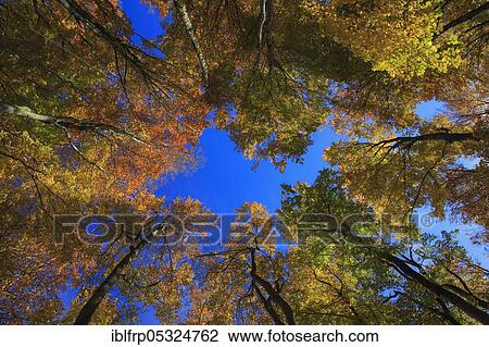 Beech forest in autumn, Switzerland, Europe View Large Photo Image Stock Image - Beech forest in autumn, Switzerland, Europe. Fotosearch