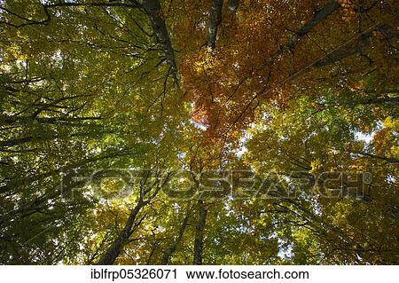Stock Image - Beech forest in autumn, Switzerland, Europe. Fotosearch
