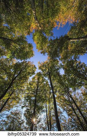 Beech forest in autumn, Switzerland, Europe View Large Photo Image Stock Photo - Beech forest in autumn, Switzerland, Europe. Fotosearch