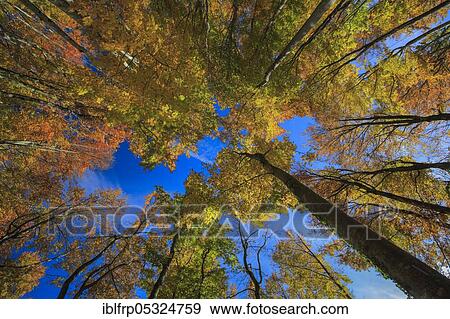 Stock Photo - Beech forest in autumn, Switzerland, Europe. Fotosearch