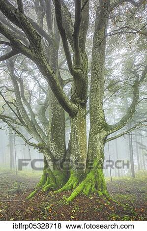 Stock Photo - Beech forest in autumn, Switzerland, Europe. Fotosearch