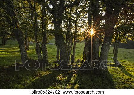 Beech, group of trees, Neuchâtel, Neuchâtel Jura, Switzerland, Europe View Large Photo Image Stock Image - Beech, group of trees, Neuchâtel, Neuchâtel Jura, Switzerland, Europe. Fotosearch