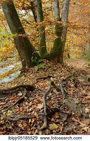 Stock Photo - Beech in autumn, Wutach gorge, Black Forest, Baden-Württemberg, Germany, Europe. Fotosearch