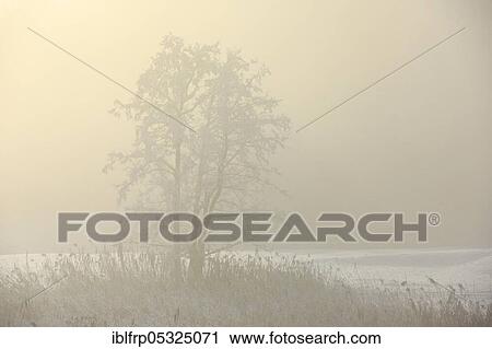 Stock Image - Beech in winter, Switzerland, Europe. Fotosearch
