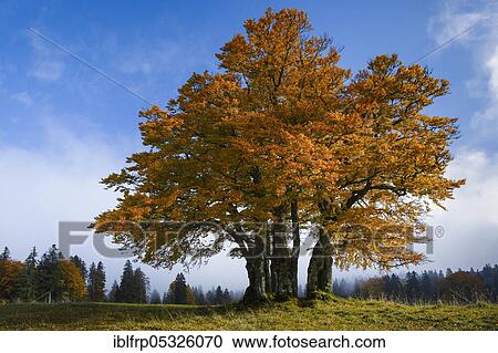 Beech, Neuchâtel, Switzerland, Europe View Large Photo Image Stock Image - Beech, Neuchâtel, Switzerland, Europe. Fotosearch