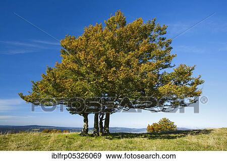 Beech, Neuchâtel, Switzerland, Europe View Large Photo Image Stock Photo - Beech, Neuchâtel, Switzerland, Europe. Fotosearch
