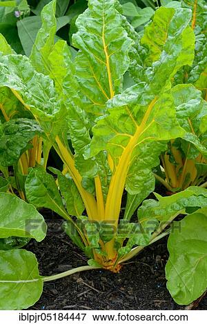 Beet leaves, Golden/Bright Yellow variety ( Beta vulgaris cicla var. flavescens) View Large Photo Image Stock Photo - Beet leaves, Golden/Bright Yellow variety ( Beta vulgaris cicla var. flavescens). Fotosearch