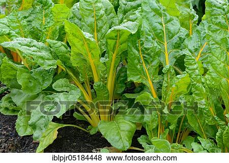 Stock Photo - Beet leaves, Golden/Bright Yellow variety ( Beta vulgaris cicla var. flavescens). Fotosearch