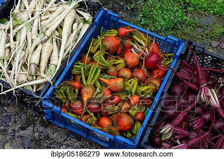 Stock Photo - Beetroot and root ( Petroselinum crispum) in baskets ( Beta vulgaris) vulgaris var. conditiva tuberosum. Fotosearch