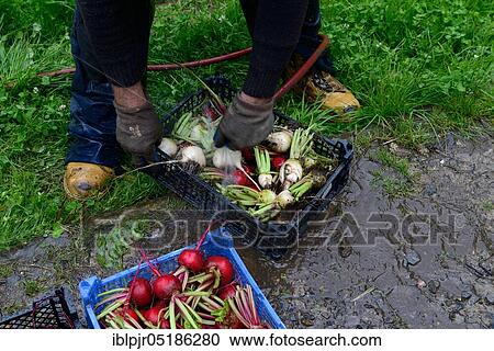 Beetroot, red and white beets are cleaned with water jet View Large Photo Image Stock Image - Beetroot, red and white beets are cleaned with water jet. Fotosearch