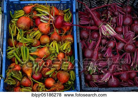 Stock Photo - Beetroot, red and yellow beet, freshly harvested, organic. Fotosearch