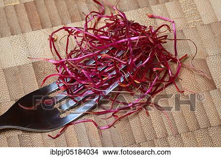 Beetroot sprouts (Beta vulgaris), Beetroot sprouts View Large Photo Image Picture - Beetroot sprouts (Beta vulgaris), Beetroot sprouts. Fotosearch
