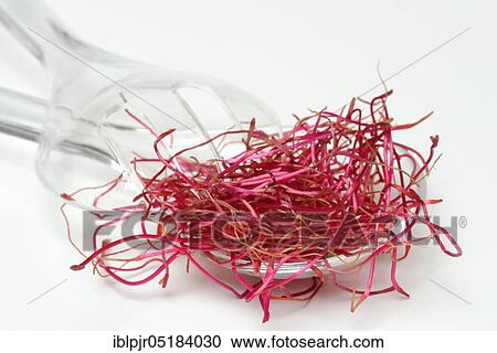 Beetroot sprouts (Beta vulgaris), Beetroot sprouts View Large Photo Image Stock Image - Beetroot sprouts (Beta vulgaris), Beetroot sprouts. Fotosearch