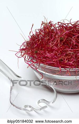 Beetroot sprouts (Beta vulgaris), Beetroot sprouts View Large Photo Image Stock Image - Beetroot sprouts (Beta vulgaris), Beetroot sprouts. Fotosearch