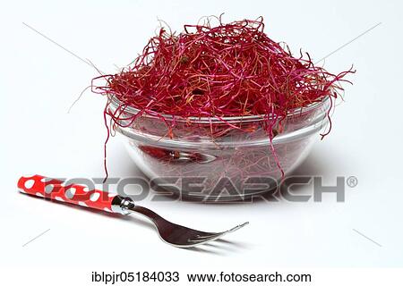 Beetroot sprouts (Beta vulgaris), Beetroot sprouts View Large Photo Image Stock Image - Beetroot sprouts (Beta vulgaris), Beetroot sprouts. Fotosearch