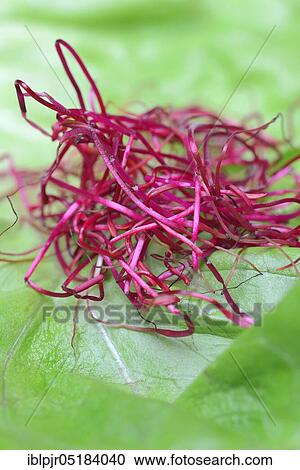 Stock Image - Beetroot sprouts (Beta vulgaris), Beetroot sprouts. Fotosearch
