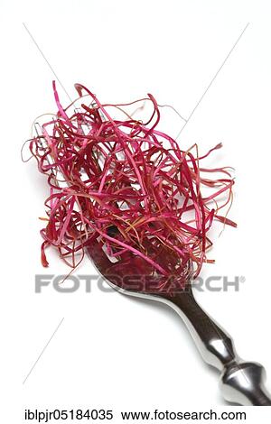 Stock Photography - Beetroot sprouts (Beta vulgaris), Beetroot sprouts. Fotosearch