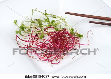 Beetroot sprouts, cress sprouts (Beta vulgaris) (Lepidium sativum) beetroot sprouts View Large Photo Image Stock Photo - Beetroot sprouts, cress sprouts (Beta vulgaris) (Lepidium sativum) beetroot sprouts. Fotosearch