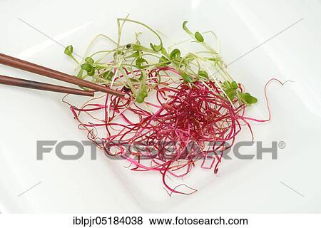 Beetroot sprouts, cress sprouts (Beta vulgaris) (Lepidium sativum) beetroot sprouts View Large Photo Image Stock Photo - Beetroot sprouts, cress sprouts (Beta vulgaris) (Lepidium sativum) beetroot sprouts. Fotosearch