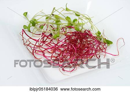 Stock Photograph - Beetroot sprouts, cress sprouts (Beta vulgaris) (Lepidium sativum) beetroot sprouts. Fotosearch