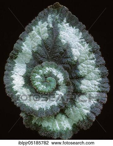 Begonia leaf, variety L'Escargot ( Begonia spec. ) View Large Photo Image Stock Image - Begonia leaf, variety L'Escargot ( Begonia spec. ). Fotosearch