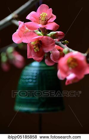 Bell and flowers of the ornamental quince ( Chaenomeles speciosa), Chinese ornamental quince View Large Photo Image Stock Photo - Bell and flowers of the ornamental quince ( Chaenomeles speciosa), Chinese ornamental quince. Fotosearch