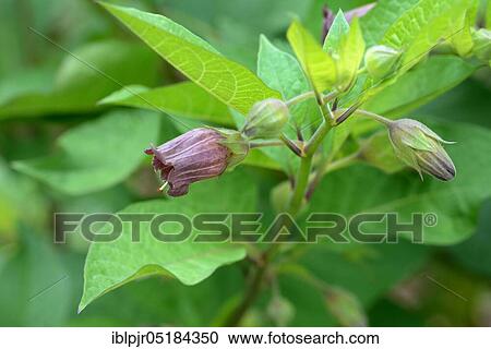 Stock Image - Belladonna (Atropa belladonna). Fotosearch