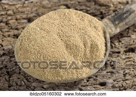 Bertram root (Anacyclus pyrethrum), Hildegard von Bingen, Hildegard medicine View Large Photo Image Stock Image - Bertram root (Anacyclus pyrethrum), Hildegard von Bingen, Hildegard medicine. Fotosearch
