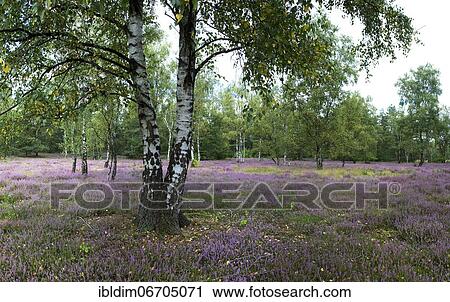 Birches in heath landscape, Moosheide nature reserve, North Rhine-Westphalia, Germany, Europe View Large Photo Image Stock Image - Birches in heath landscape, Moosheide nature reserve, North Rhine-Westphalia, Germany, Europe. Fotosearch