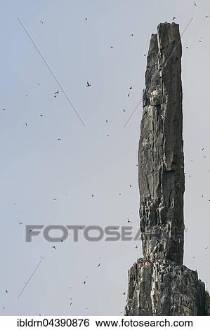 Bird cliff Alkefjellet, Svalbard, Spitsbergen, Norway, Europe View Large Photo Image Stock Photograph - Bird cliff Alkefjellet, Svalbard, Spitsbergen, Norway, Europe. Fotosearch