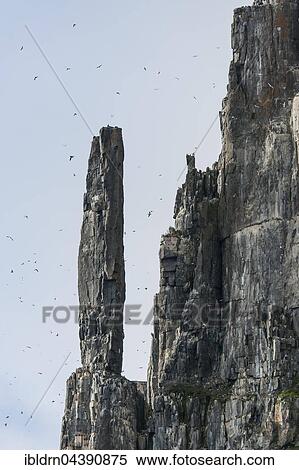 Bird cliff Alkefjellet, Svalbard, Spitsbergen, Norway, Europe View Large Photo Image Stock Photography - Bird cliff Alkefjellet, Svalbard, Spitsbergen, Norway, Europe. Fotosearch