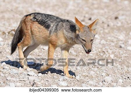 Black-backed jackal (Canis mesomelas), walking on stony ground, Etosha National Park, Namibia, Africa View Large Photo Image Stock Photography - Black-backed jackal (Canis mesomelas), walking on stony ground, Etosha National Park, Namibia, Africa. Fotosearch