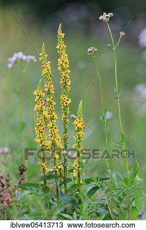 Black Baden-Württemberg, Upper Danube nature park Park (Verbascum nigrum), Germany, Europe View Large Photo Image Stock Image - Black Baden-Württemberg, Upper Danube nature park Park (Verbascum nigrum), Germany, Europe. Fotosearch