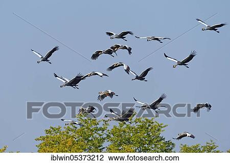 Black crowned cranes (Balearica pavonina), South Lungwa National Park, Zambia, Africa View Large Photo Image Stock Image - Black crowned cranes (Balearica pavonina), South Lungwa National Park, Zambia, Africa. Fotosearch