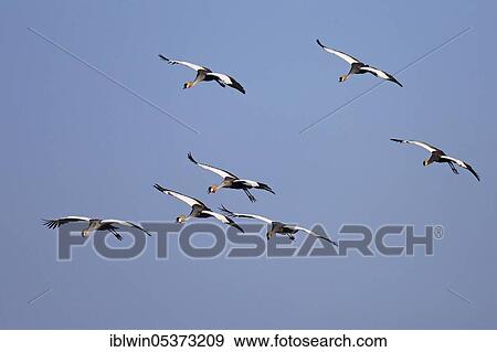 Black crowned cranes (Balearica pavonina), South Lungwa National Park, Zambia, Africa View Large Photo Image Stock Photo - Black crowned cranes (Balearica pavonina), South Lungwa National Park, Zambia, Africa. Fotosearch